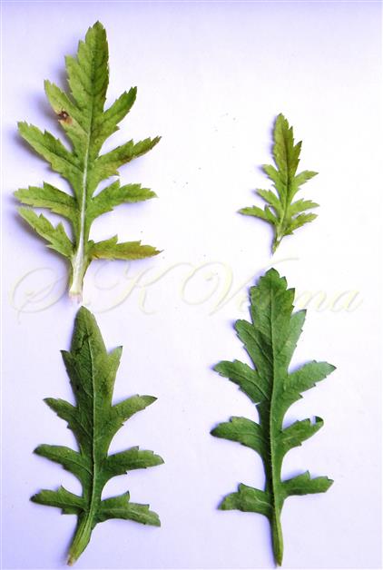  Leaves
